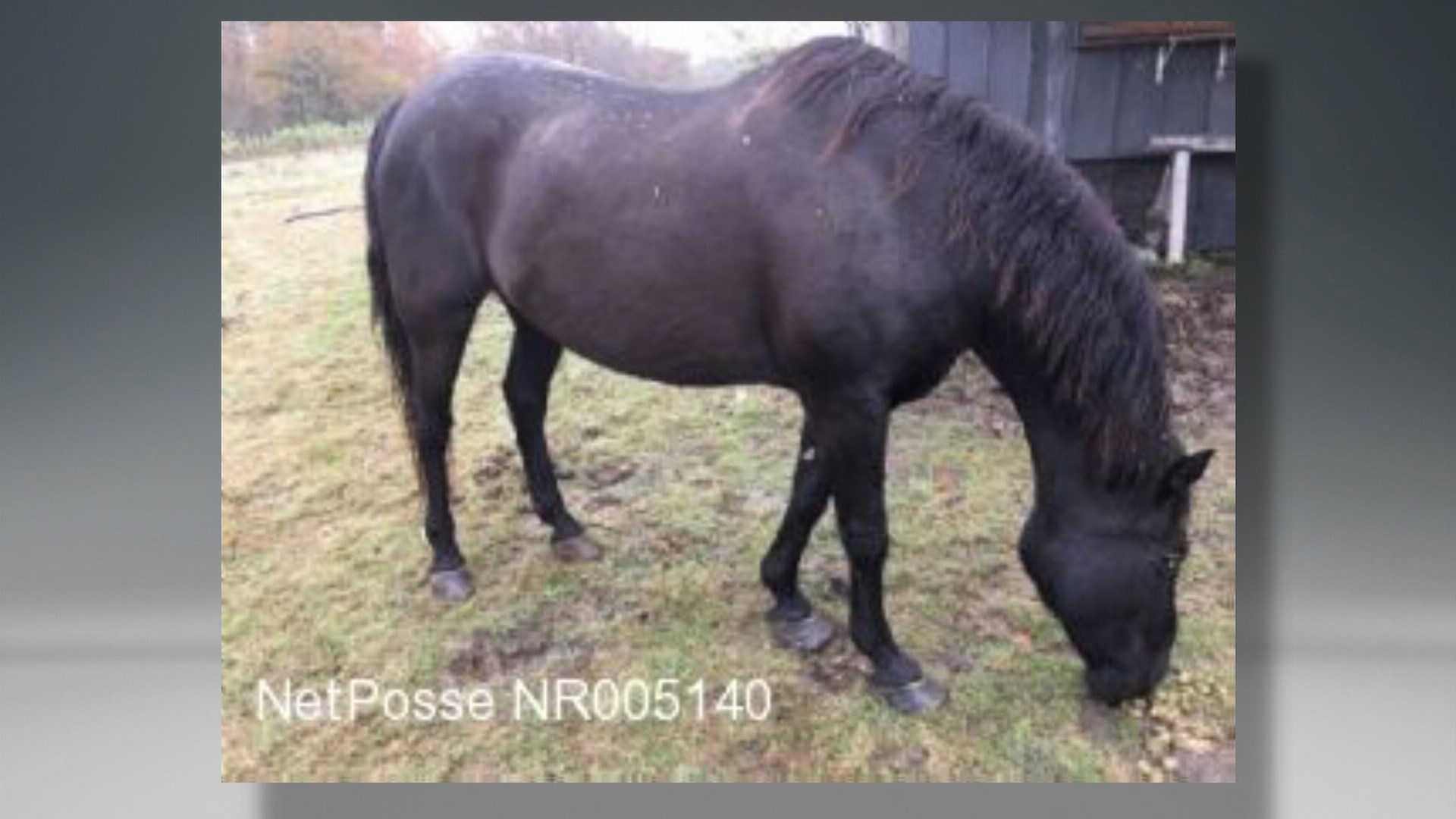 Comal Co. offers reward for missing horse